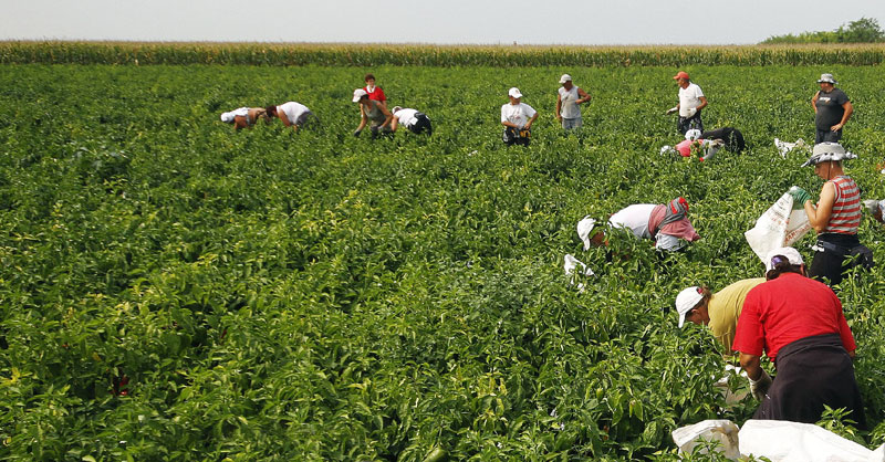 Сезонци са Балкана иду у Италију без посредника